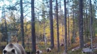 Viisi karhua marssii peräkkäin kohti kameraa ruskaisessa maastossa.