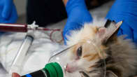 yleiskuva - Ruusu -niminen ragdoll-kissa luovuttaa verta eläinsairaalassa.