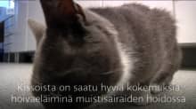 Yle Uutiset Häme: Hanna-kissa hoitaa muistisairaita vanhuksia