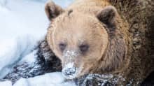 Ranuan eläinpuiston karhut heräävät – pesäluukut avataan klo 12