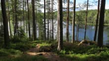 Polku männikössä ja taustalla Kuorejärvi.