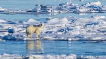 Jääkarhu ajojäällä Grönlannissa.