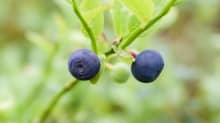 Bilberry or European blueberry