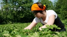 Nainen poimii mansikoita Rossi Tarhojen itsepoimintatilalla