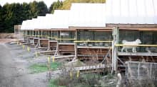 A fur farm in Kokkola. Turkistarha Kokkolassa.