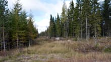 Hakkuukaistale metsässä
