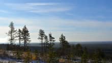 Paltamon kivesvaara