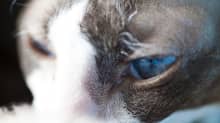 kissa