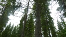 metsä, kuusia, kuusimetsä