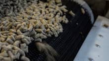 Koirien kuivamuonaa Dagsmark Petfood -tehtaalla Kristiinankaupungissa.