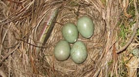 Mustarastaan vihreät munat Maariassa.