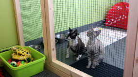 Kissat häkissä eläinhoitolassa.