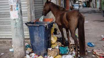 Hevonen etsi ravintoa roskiksesta Rio de Janeiron Maren favelan poliisipiirityksen aikaan 31. maaliskuuta 2014. 