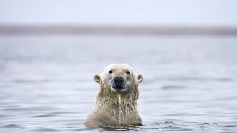 Jääkarhu uimassa Alaskan rannikolla.
