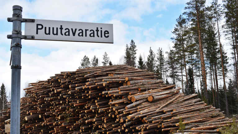 Metsähakkuita Kainuussa.