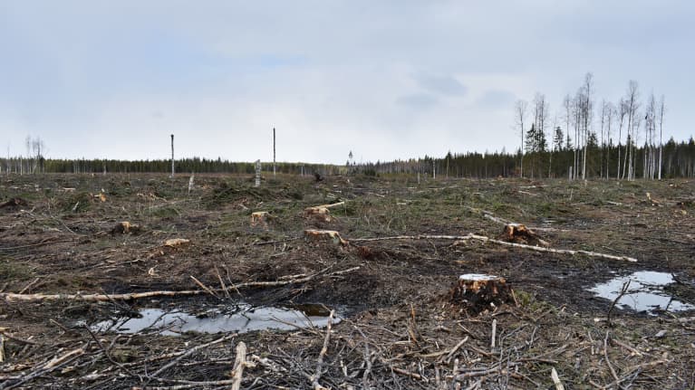 Metsähakkuita Kainuussa keväällä 2017.