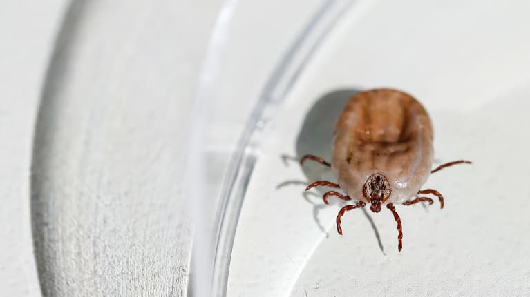 Punkki lähikuvassa.