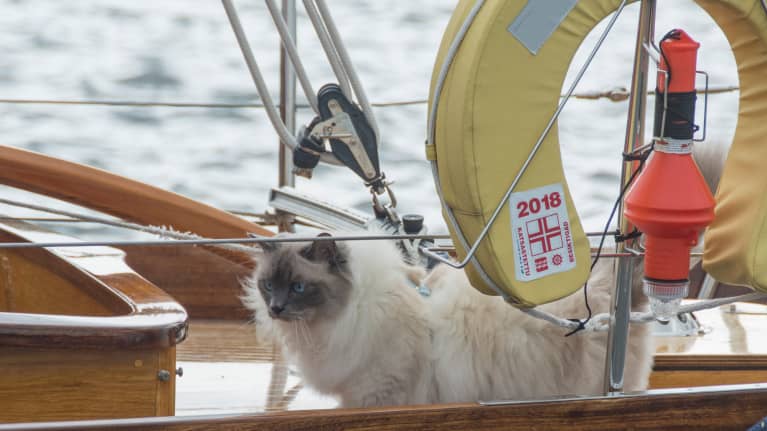 Jussi-kissa tuulisen veneen kannella.