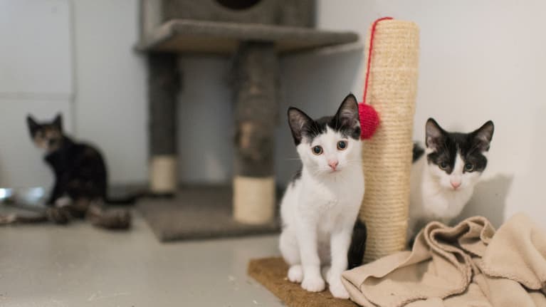 Kissanpennut tuijottavat kameraan.