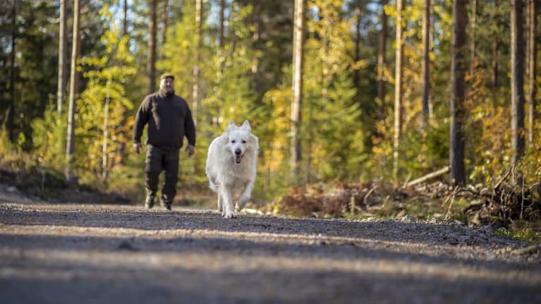 Mies ja koira kulkevat syksyisellä metsätiellä