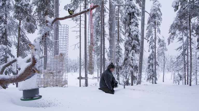Mies on ruokkimassa lintuja lumisessa metsässä.