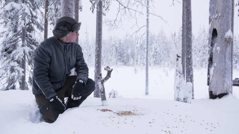 Mies on ruokkimassa lintuja lumisessa metsässä.