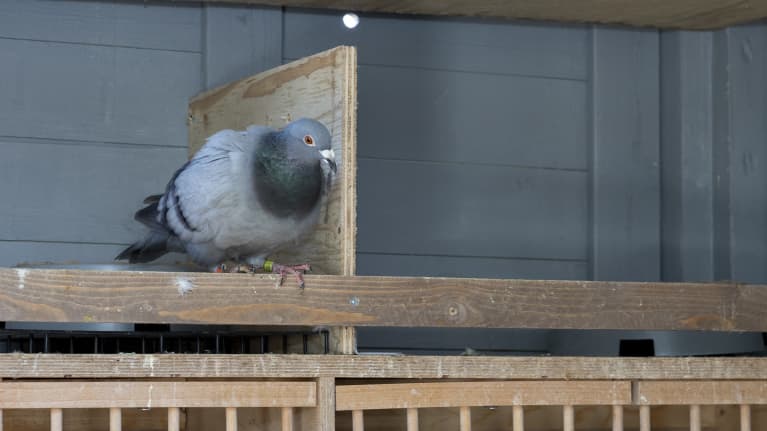  Ensin Juan Carlokseksi ja sittemmin Messiksi nimetyn kyyhkyn uusi koti on Oulun kupeessa Haukiputaalla.