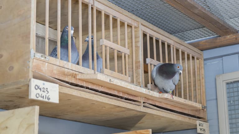 Kanarialla rengastettu kyyhky saapui Suomeen lentokoneen laskutelinetilassa maaliskuun puolenvälin jälkeen.