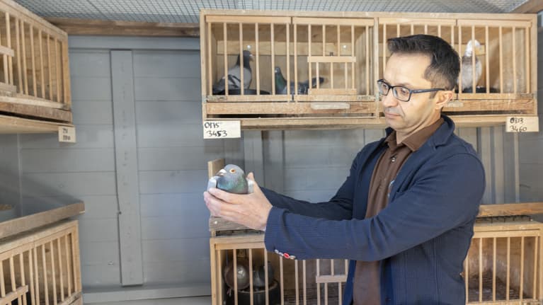 Mehmet Cevirel aloitti kyyhkysharrastuksen jo teini-iässä Turkissa.