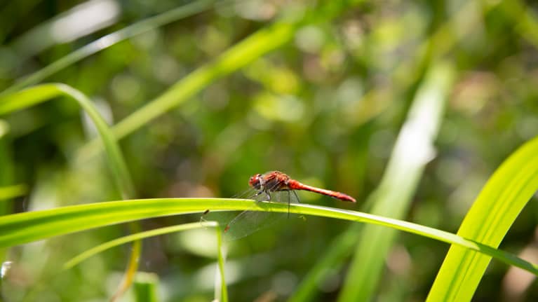Verikorento korrella