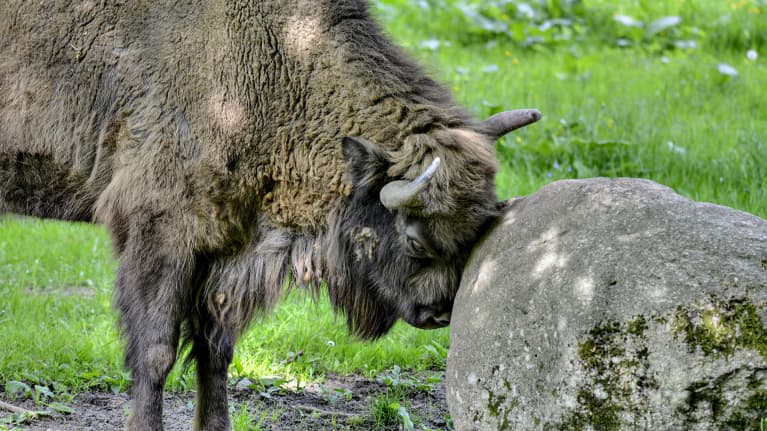 Visentti Bialowieza Puola
