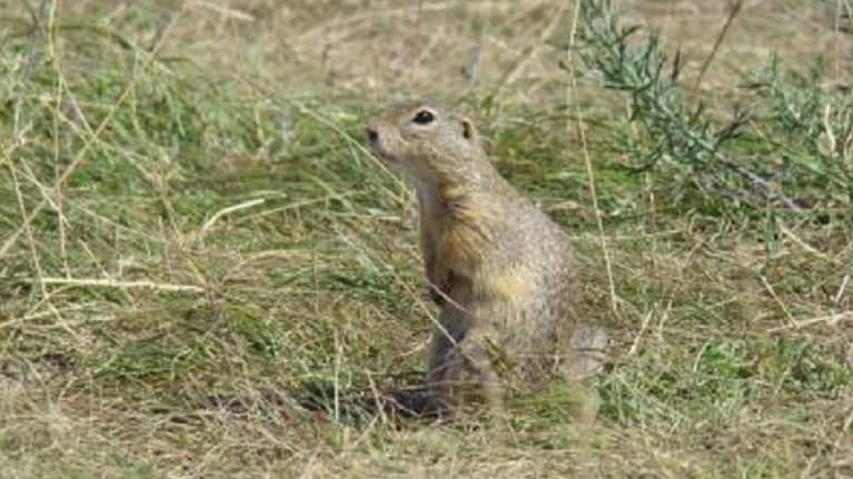 Oravan näköinen mutta pörröhännätön jyrsijä ruohikossa. 