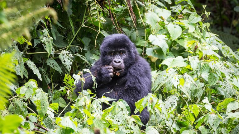 Vuorigorilla kuvattuna kansallispuistossa Ugandassa.