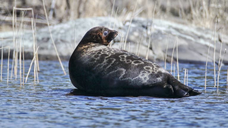 Saimaannorppa Saimaan Haukivedellä Linnansaaren kansallispuistossa.