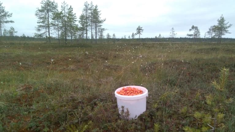 Hilla, jänkä, hillasuo, muurain, lakka