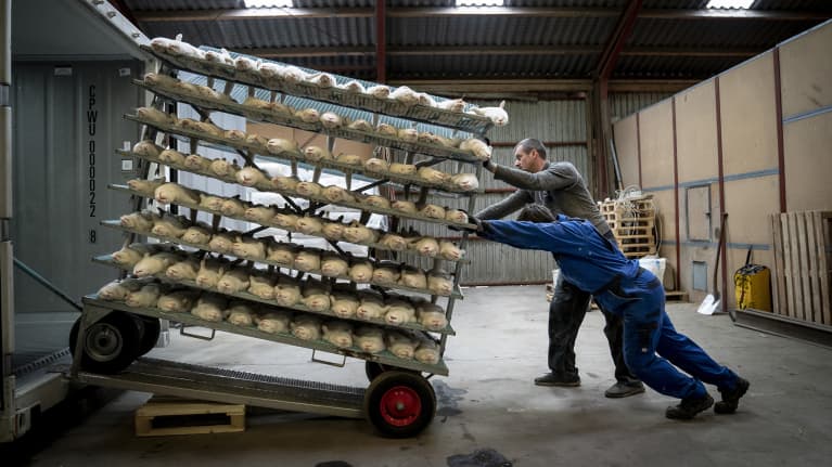 Lopetettuja minkkejä siirretään jatkoprosessointiin 6. marraskuuta.