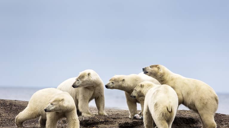 Jääkarhuja Alaskassa.