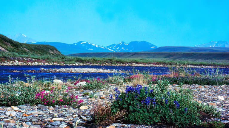 Kukkia luonnonsuojelualueella Alaskassa.