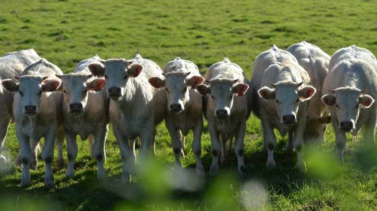 Lehmiä pellolla Ranskan Calvadosissa