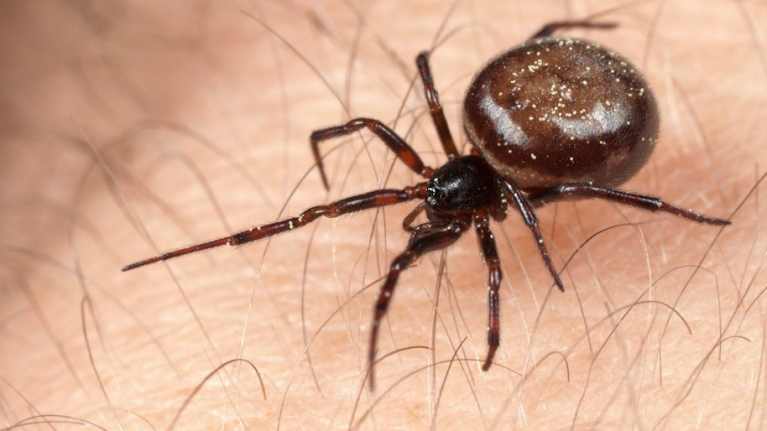 Pilkkuhämähäkki on ihmiselle vaaraton