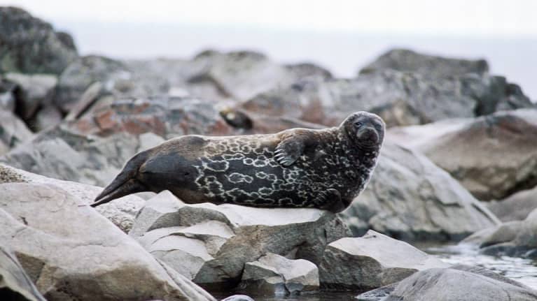 Saimaannorppa makoilee rantakalliolla.