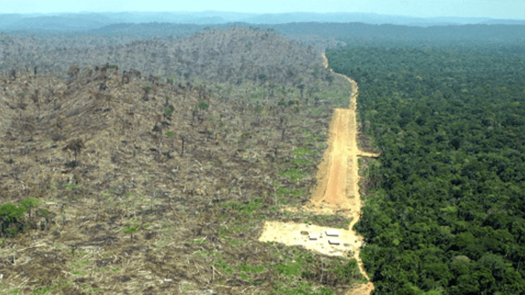 Kaadetun ja kaatamattoman sademetsän välinen selkeä raja.