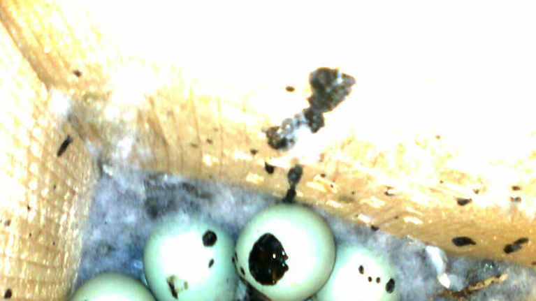 Uivelon munien joukossa telkän munia sekä pieni helmipöllön muna