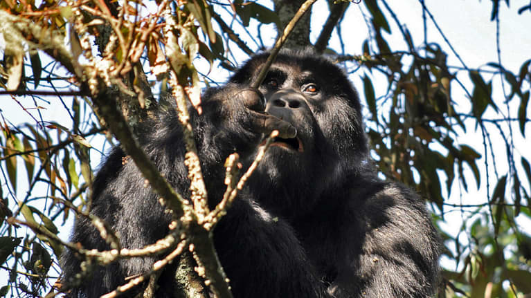 Gorilla ruokailee puussa