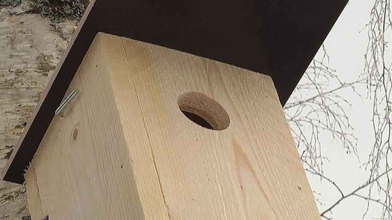 Linnunpönttö puussa. 