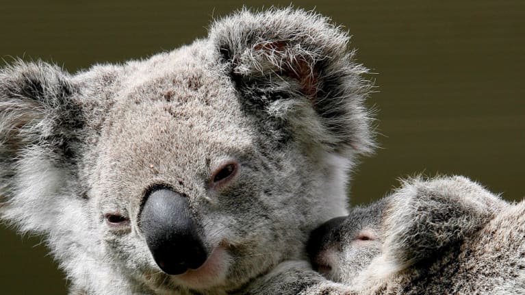 Koalaemo poikasensa kanssa eläinpuistossa Sydneyssa.