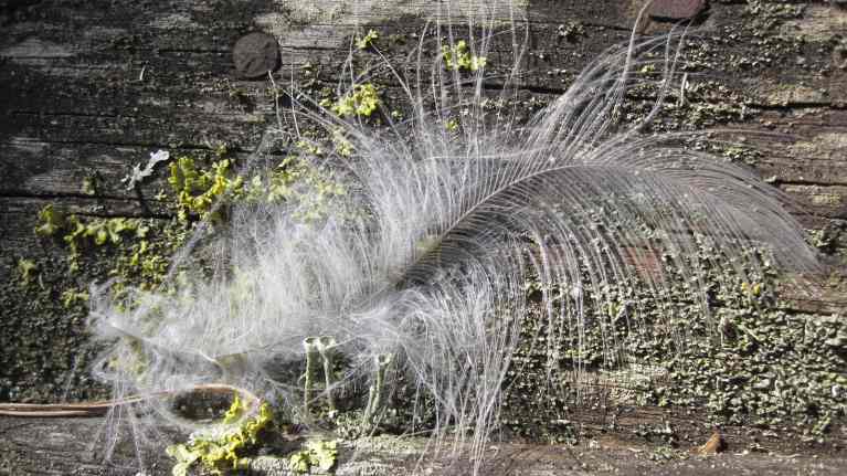 Höyhen vanhalla laudalla
