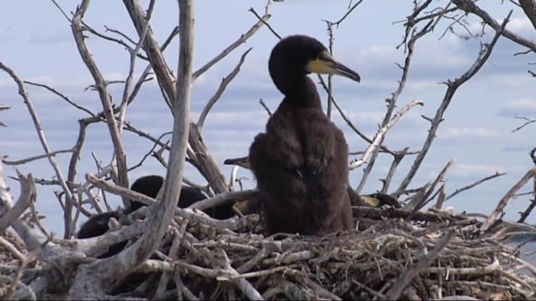 Merimetson poikasia pesässä.