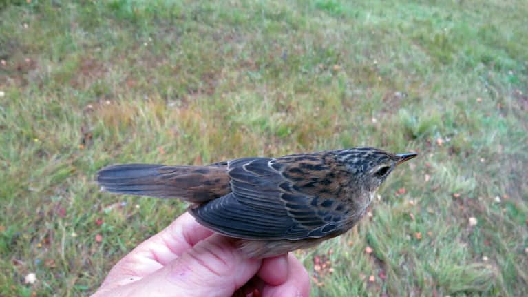 Suomelle harvinainen sarasirkkalintu nähtiin Siikajoella.