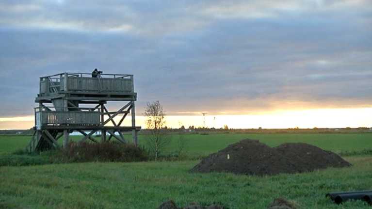 Lintutorni aamunkajossa.